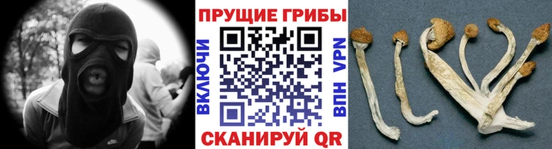 Купить закладки  Похвистнево  Псилоцибиновые грибы Psilocybine cubensis 